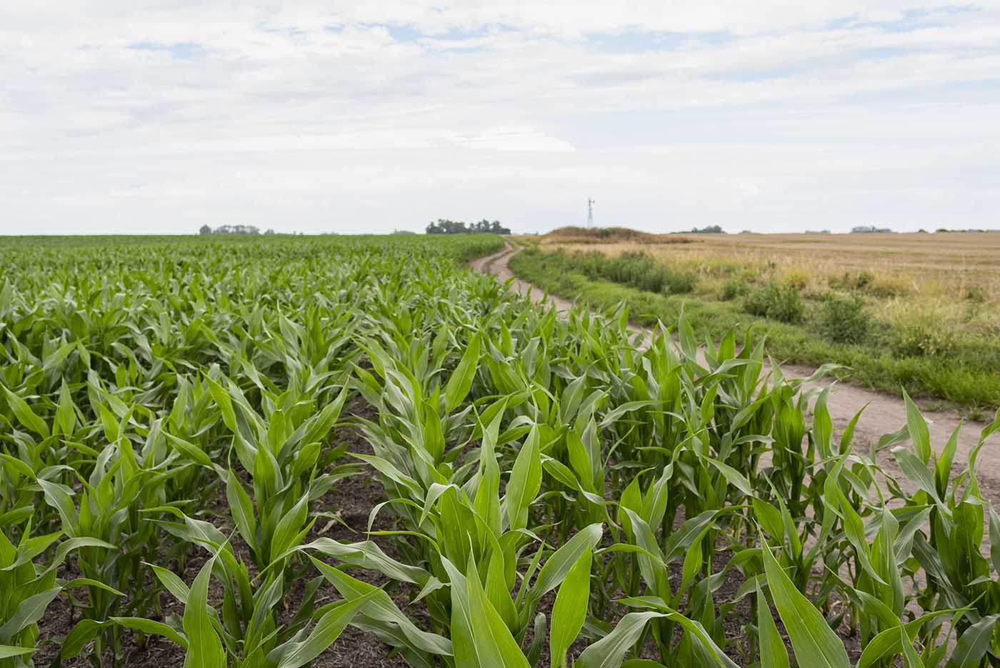 Los suelos de la Argentina almacenan el 2 % de la reserva mundial de carbono